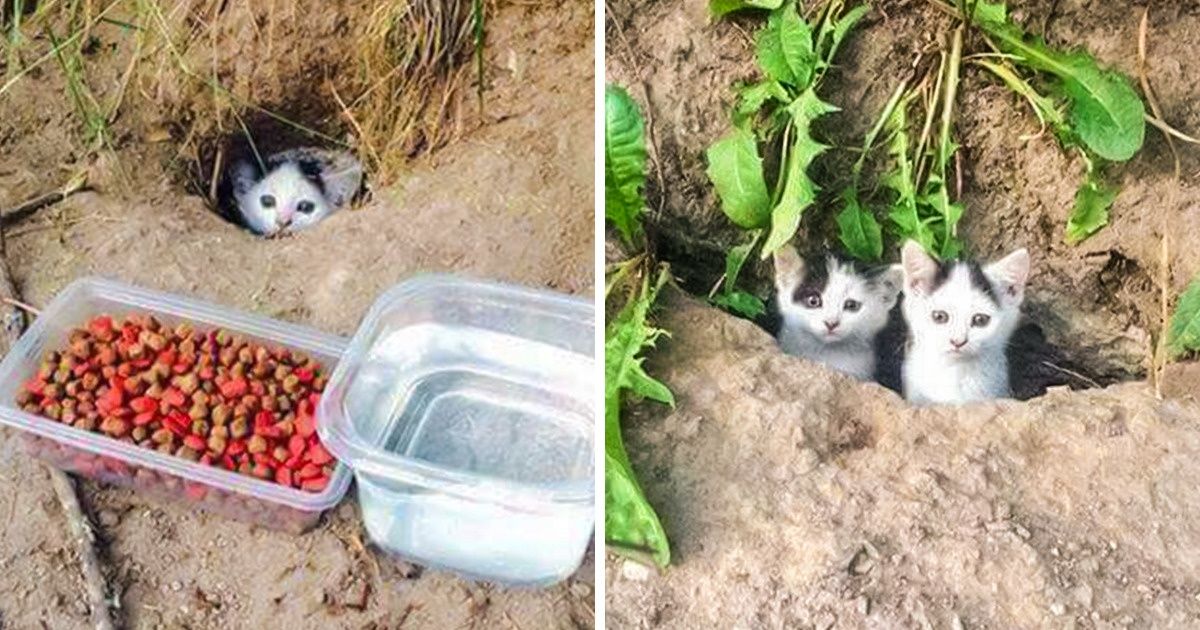 20+ Fotos que revelam o quanto os animais precisam do nosso apoio