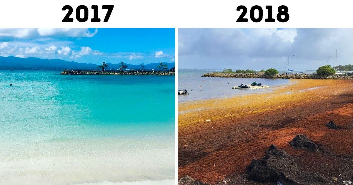 7 Provas de que uma verdadeira catástrofe está acontecendo em praias do mundo todo