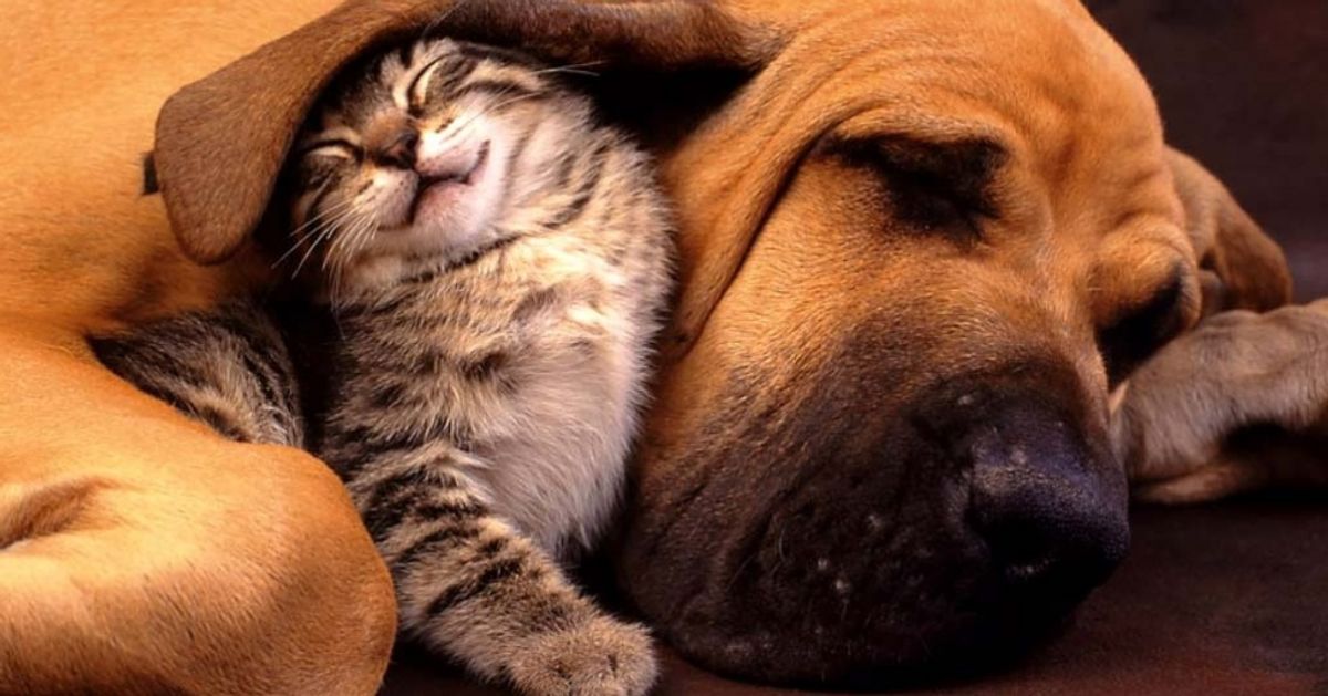 20 Imagens que mostram que eles podem viver bem