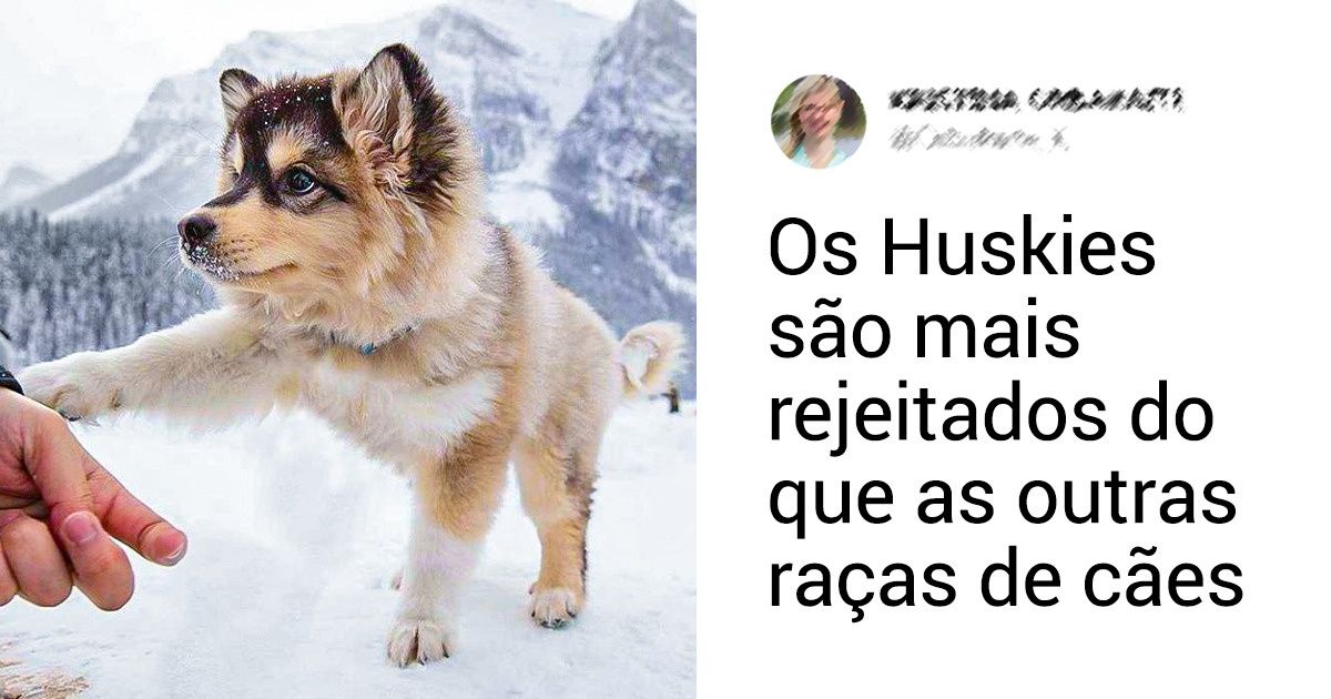 15 Fatos sobre os huskies que farão você querer um (e por que é importante conhecer o comportamento dessa raça antes de decidir pela adoção ou não) 15 Fatos sobre os huskies que farão você querer um (e por que é importante conhecer o comportamento dessa raça antes de decidir pela adoção ou não)