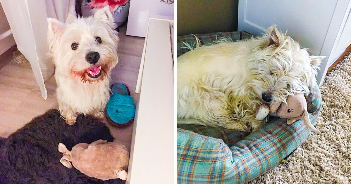 Saiba o que aconteceu com este cachorrinho depois deixaram de fabricar seu brinquedo preferido
