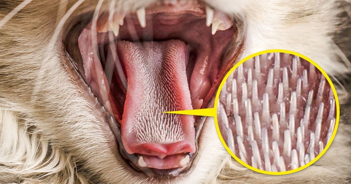 Por que os gatos têm a língua tão áspera Por que os gatos têm a língua tão áspera