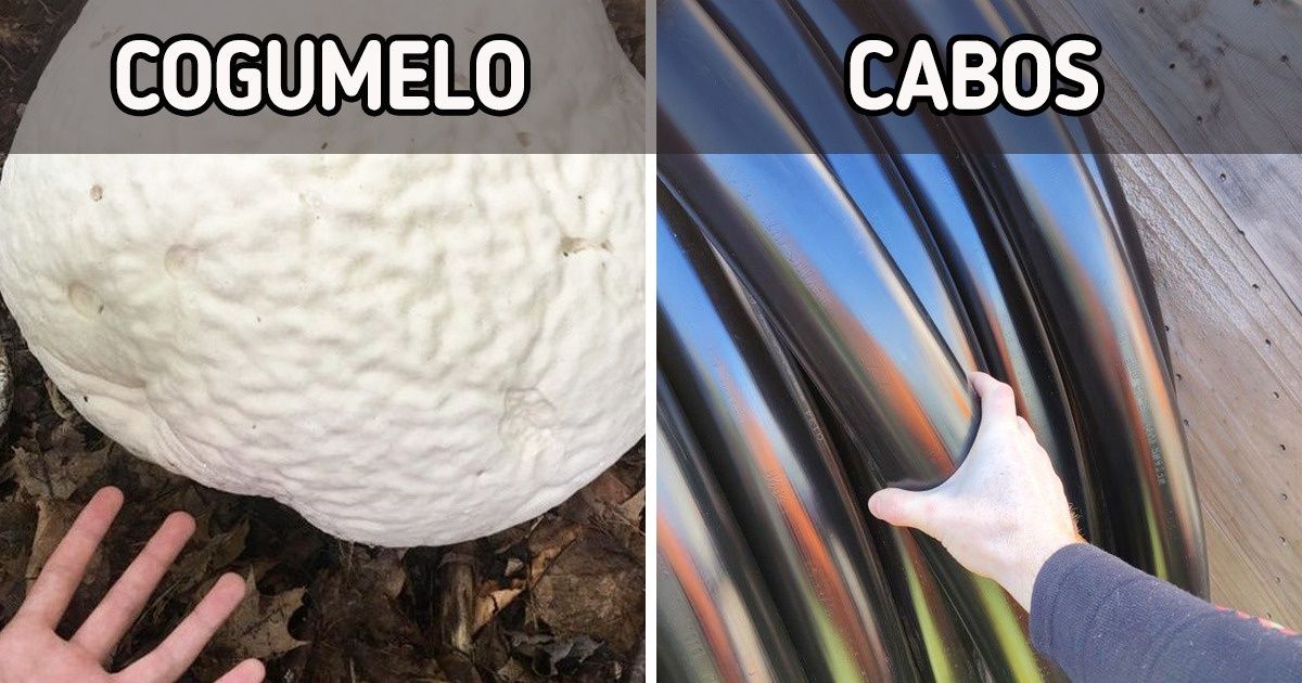 17 Fotos mostram que o real tamanho de algumas coisas só é perceptível quando comparadas a outras