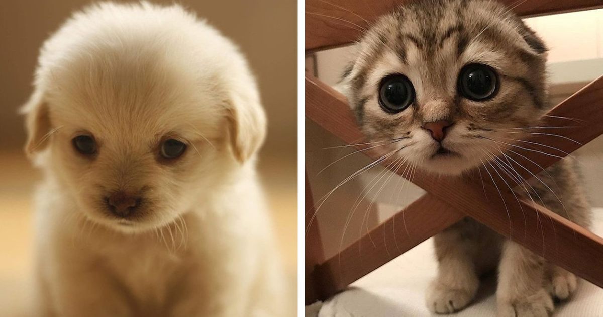 19 Filhotes super fofos que vão conquistar o seu coração