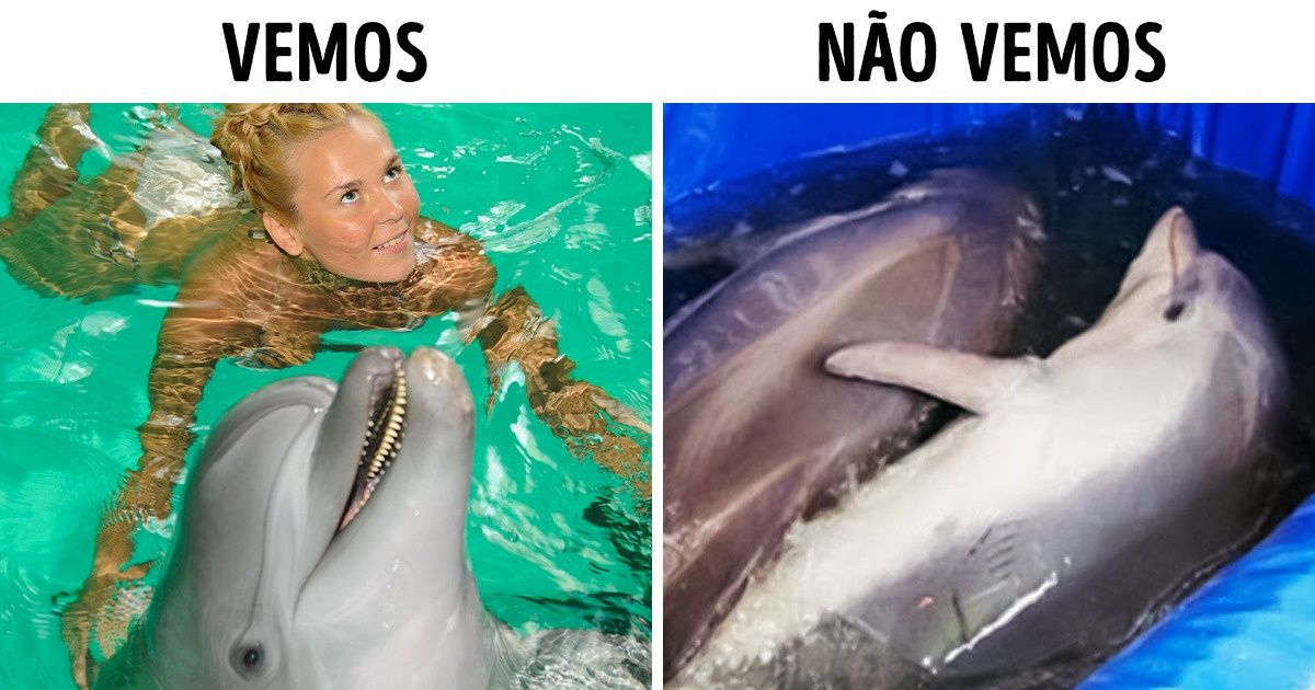 10 Atrações turísticas populares que costumam ser cruéis com os bichos 10 Atrações turísticas populares que costumam ser cruéis com os bichos