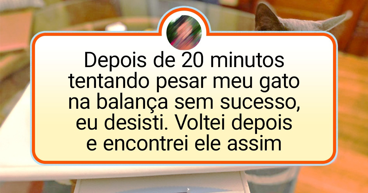 19 Provas de que os gatos adoram quebrar todas as regras