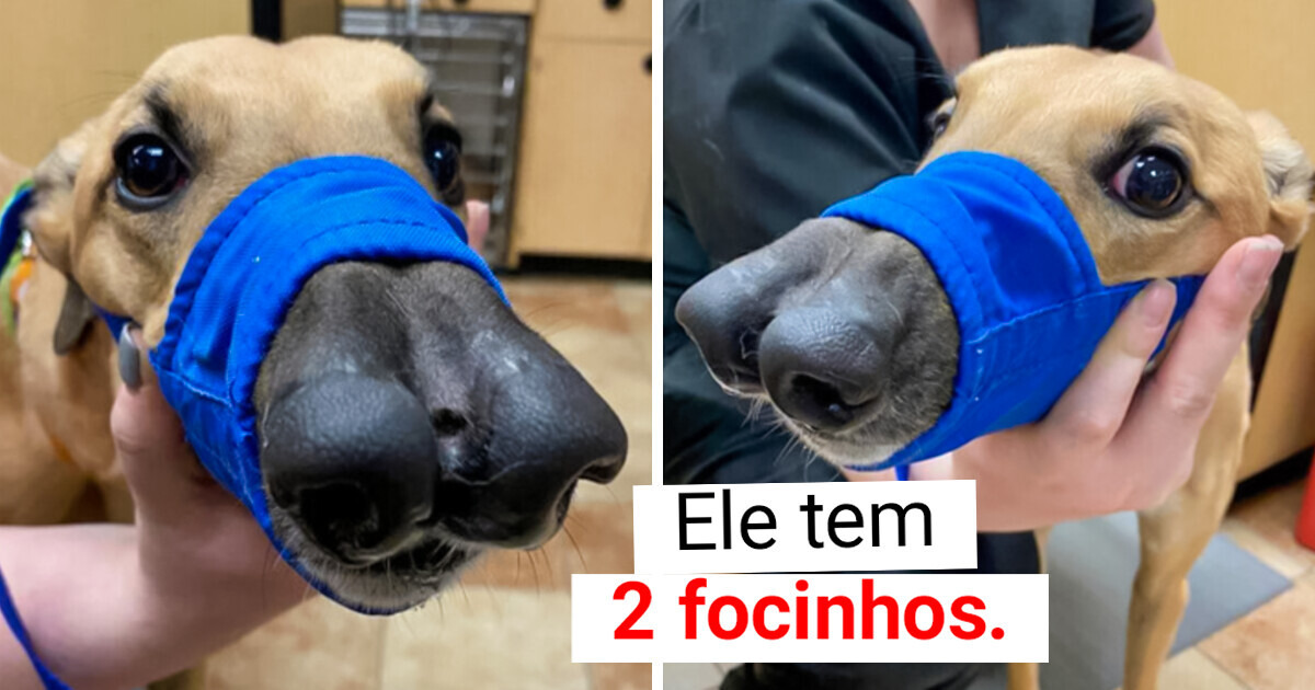 15 Vezes em que a genética fez verdadeiras mágicas em pessoas e animais