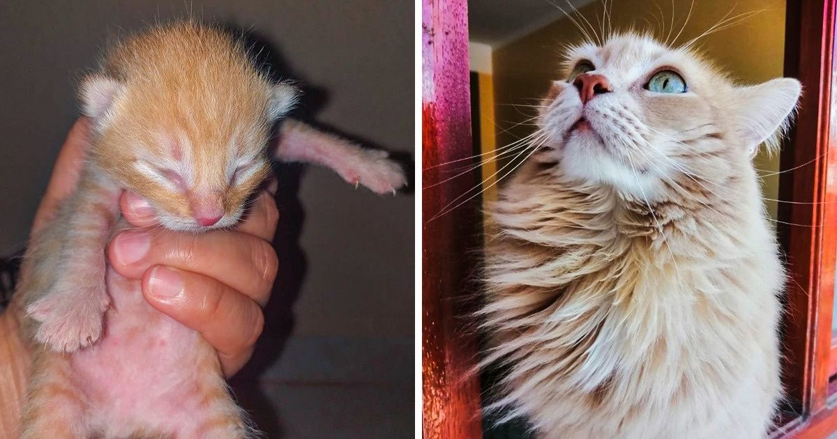 20 Leitores do Incrível nos mostraram como são seus gatos amarelos (e ficamos encantados)