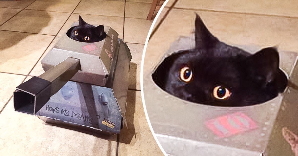 17 Internautas que fabricaram tanques de papelão para seus gatinhos 17 Internautas que fabricaram tanques de papelão para seus gatinhos
