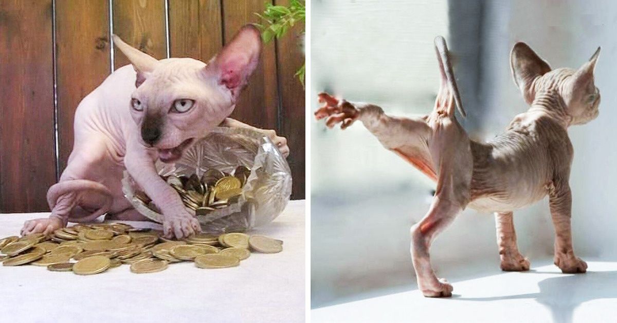 30 Motivos pelos quais gatos Sphynx são assustadores e divertidos