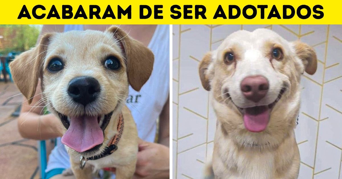 21 Animais adotados que provam a existência do rosto de “tenho uma nova família” 21 Animais adotados que provam a existência do rosto de “tenho uma nova família”