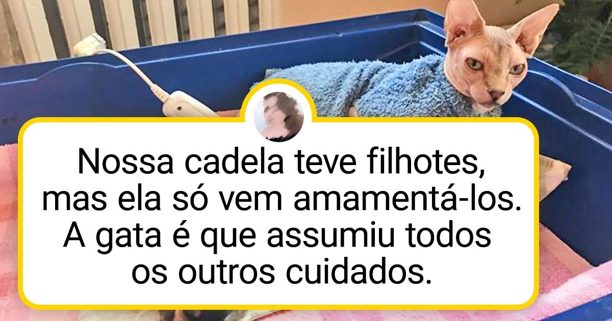 20+ Gatos e cachorros que deixaram suas diferenças de lado e vivem em perfeita harmonia 20+ Gatos e cachorros que deixaram suas diferenças de lado e vivem em perfeita harmonia
