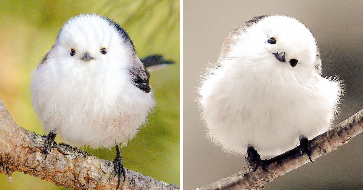 40+ Imagens fofas de um passarinho que se parece com uma bola de algodão
