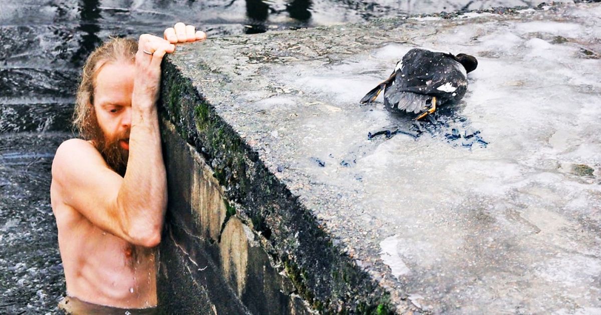 10 Heróis que resgataram animais em perigo 10 Heróis que resgataram animais em perigo