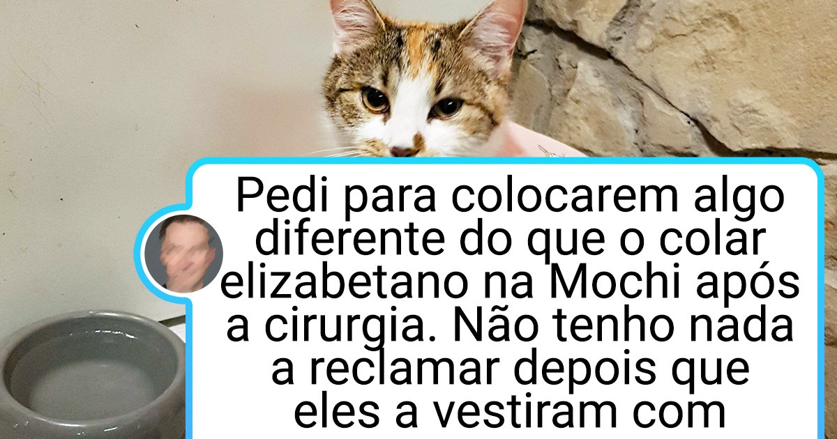 19 Provas de que uma ida ao veterinário pode ser divertida