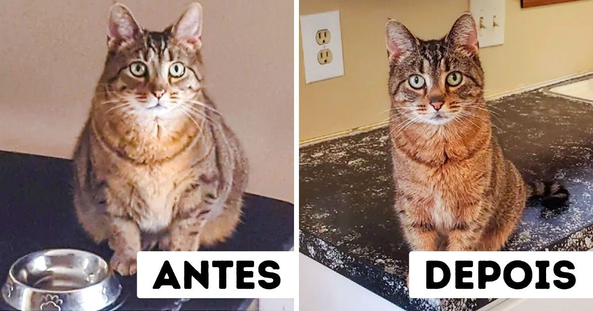 18 Animais de estimação mostram que fizeram um ótimo trabalho na hora de perder peso 18 Animais de estimação mostram que fizeram um ótimo trabalho na hora de perder peso