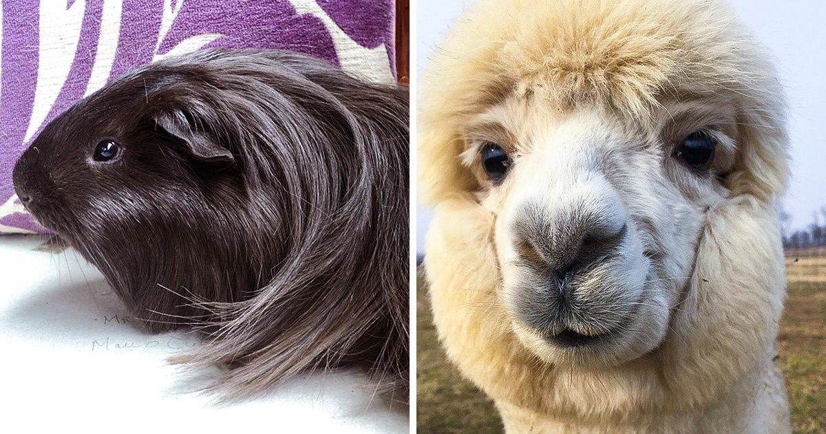 15 Animais que são tão fofos que dá vontade de apertar