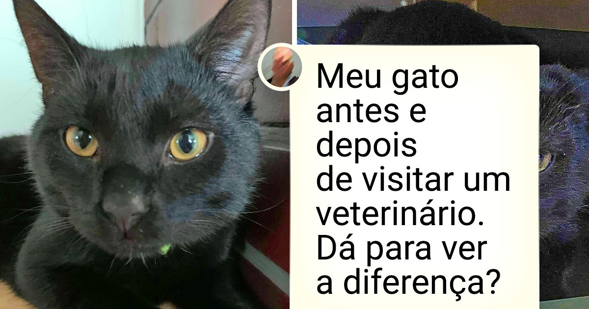 18 Fotos que provam que não há pacientes mais fofos do que os animais de estimação