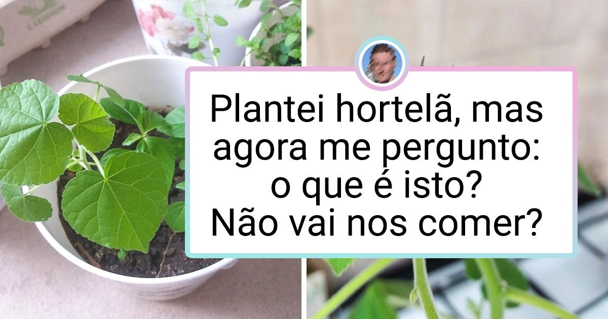 20+ Homens mostram fotos de suas colheitas incríveis, que deixam até jardineiros experientes de queixo caído 20+ Homens mostram fotos de suas colheitas incríveis, que deixam até jardineiros experientes de queixo caído