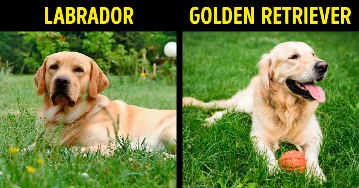 18 Coisas que muitos pensam que são iguais, mas são totalmente diferentes 18 Coisas que muitos pensam que são iguais, mas são totalmente diferentes