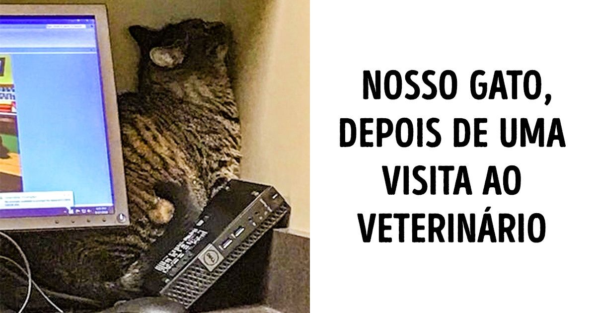 20+ Animais que contam histórias sem usar palavras