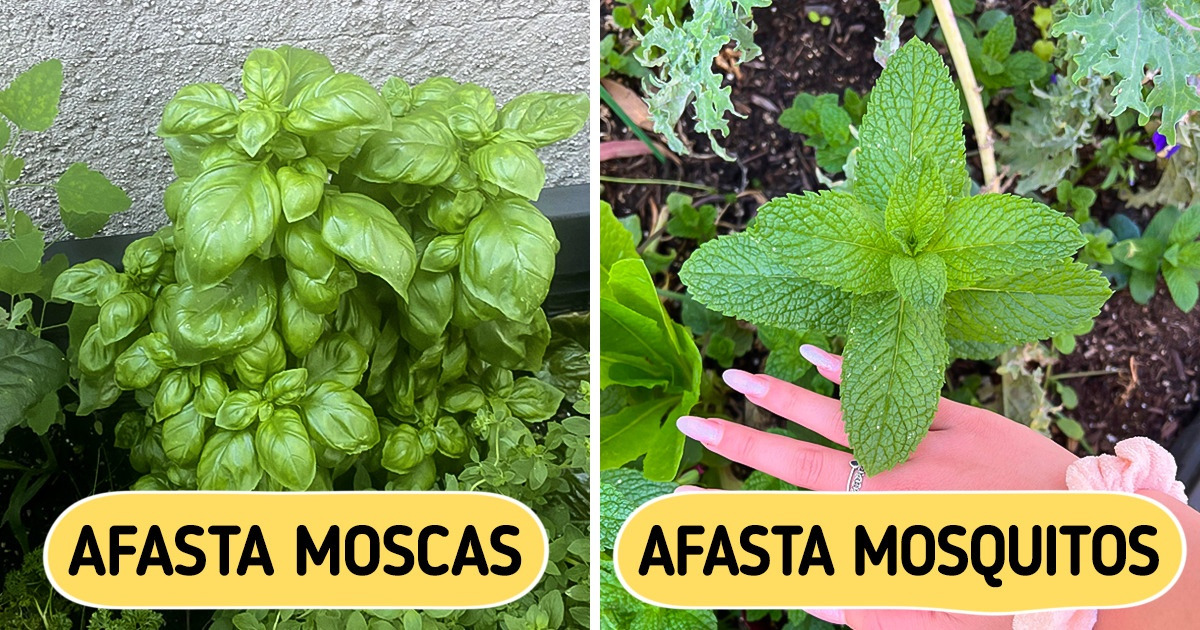 10 Dicas para afastar insetos indesejados com itens simples e baratos 10 Dicas para afastar insetos indesejados com itens simples e baratos