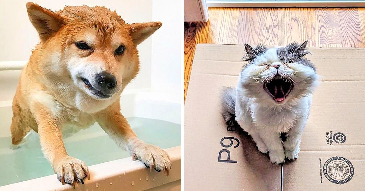 20 Animais que sabem muito bem como expressar as emoções