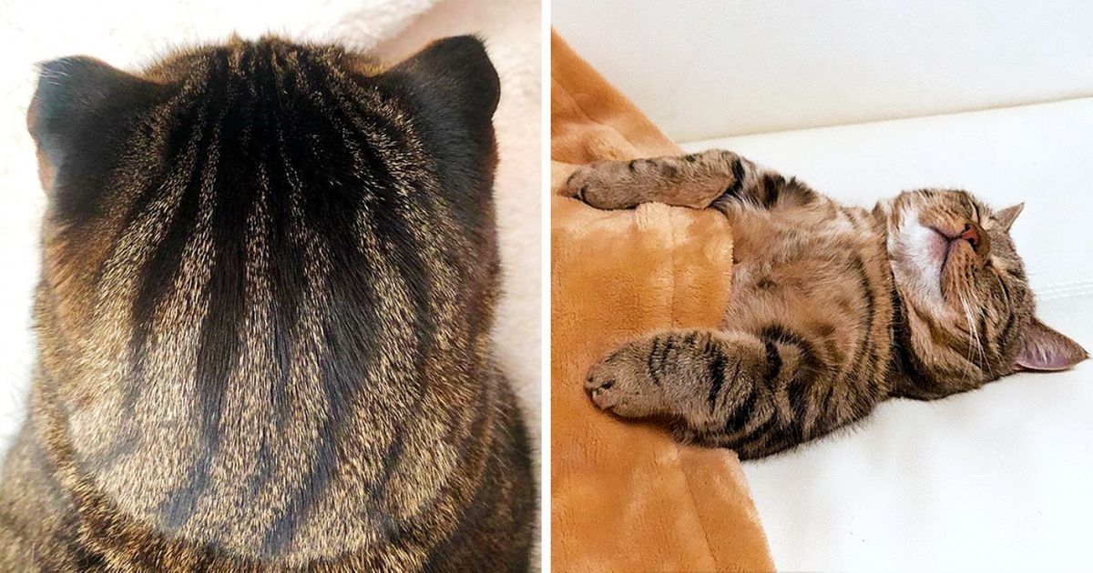 Esse post tem 23 fotos de gatos. Só as melhores