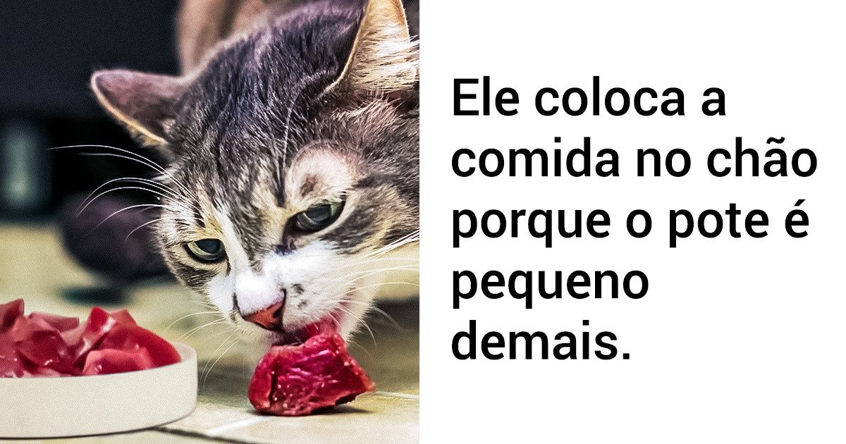 14 Coisas que você não deve fazer ao cuidar de um gato