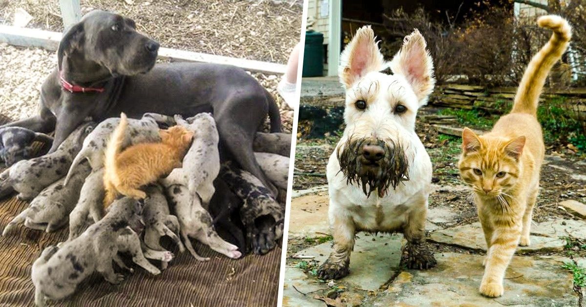 20 Amizades divertidas entre cães e gatos 20 Amizades divertidas entre cães e gatos