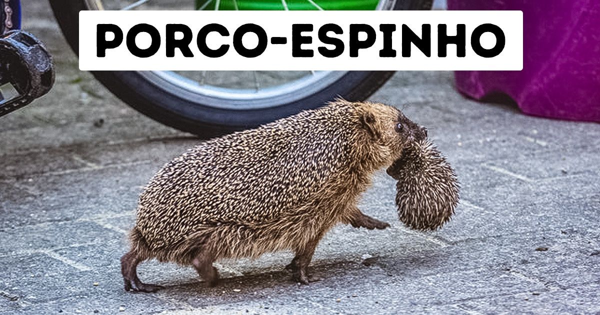15 Curiosidades sobre animais popularmente conhecidos que podem surpreender você