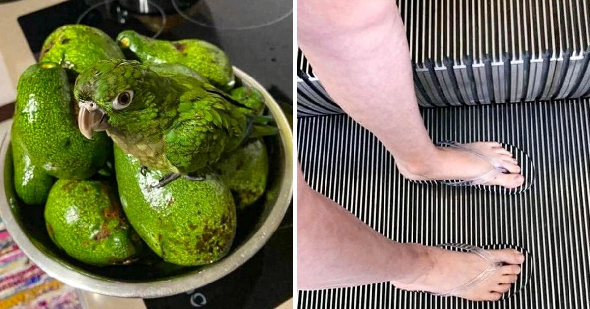 19 Imagens que mostram o que há de melhor na arte da camuflagem 19 Imagens que mostram o que há de melhor na arte da camuflagem