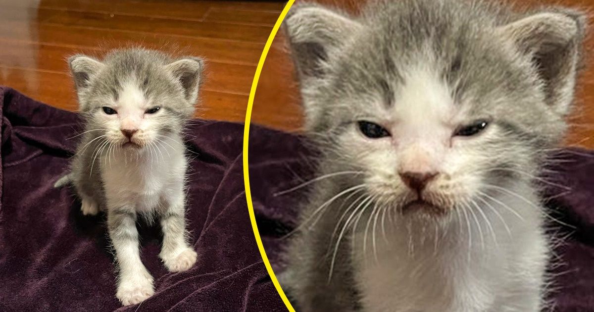 20 Animaizinhos que não estão de mau humor, só saíram com cara de bravos 20 Animaizinhos que não estão de mau humor, só saíram com cara de bravos