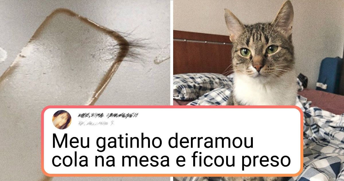 18 Situações que são bastante familiares para todos os donos de gatos