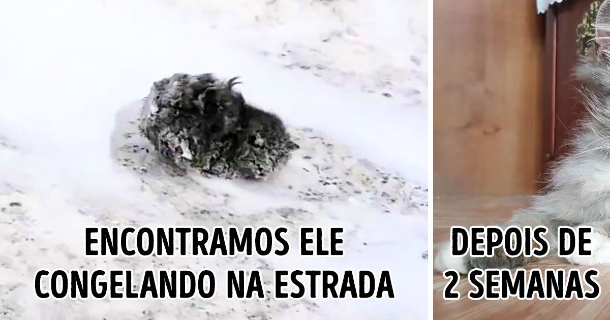Como mudou a vida dos gatinhos que um dia foram abandonados, mas que depois começaram uma nova vida em um novo lar Como mudou a vida dos gatinhos que um dia foram abandonados, mas que depois começaram uma nova vida em um novo lar