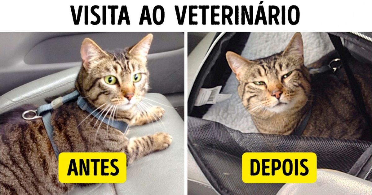 10 Animais que se destacam por suas personalidades únicas