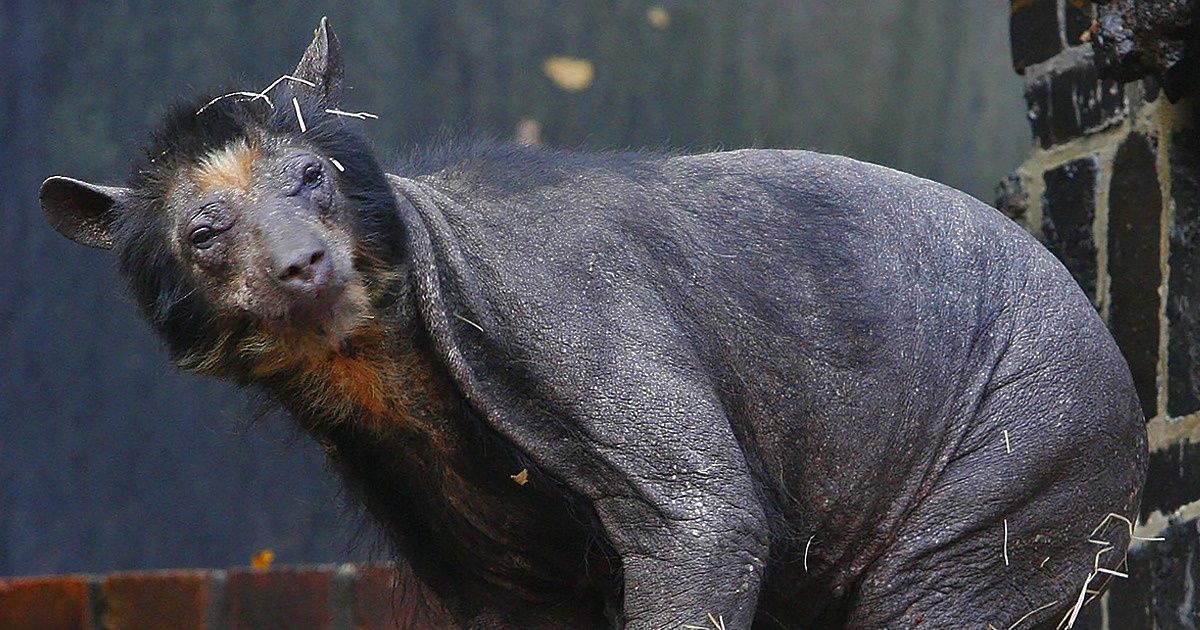 10 Animais que ficaram irreconhecíveis sem pelos 10 Animais que ficaram irreconhecíveis sem pelos