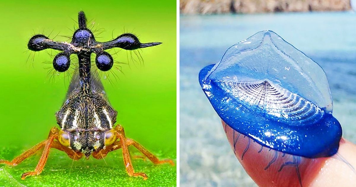 20+ Animais extraordinários que parecem ter vindo de outro planeta devido à sua beleza única e exótica 20+ Animais extraordinários que parecem ter vindo de outro planeta devido à sua beleza única e exótica