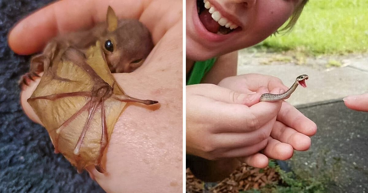 25 Animaizinhos que são tão charmosos quanto pequenos