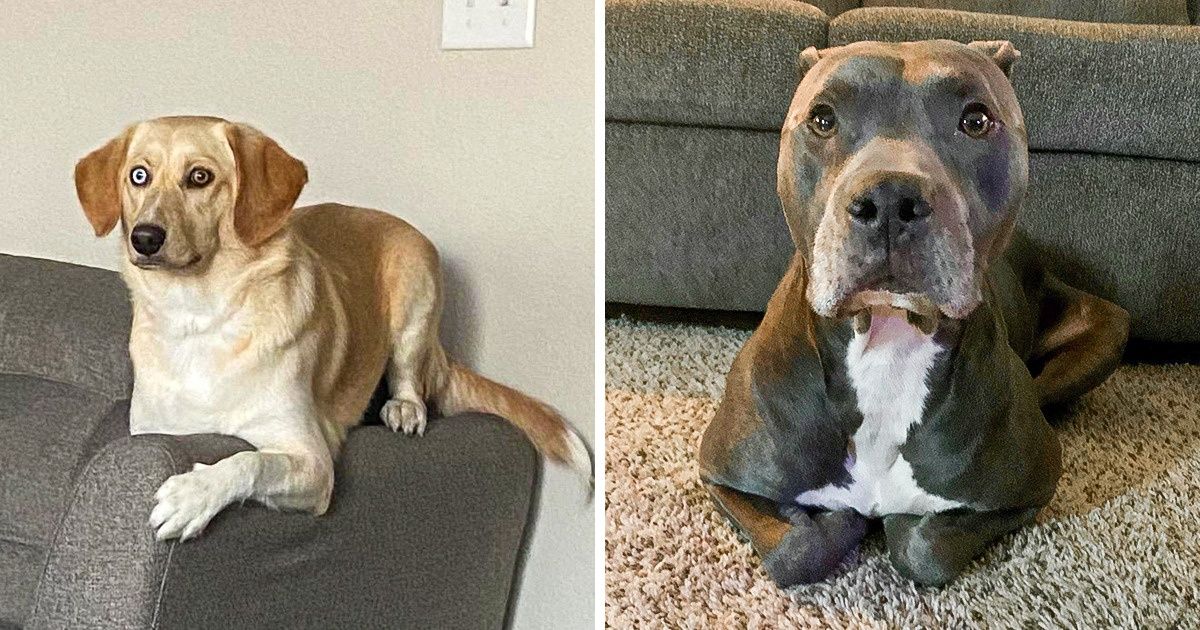 20 Cachorros com “defeito de fábrica” que acham que são gatos