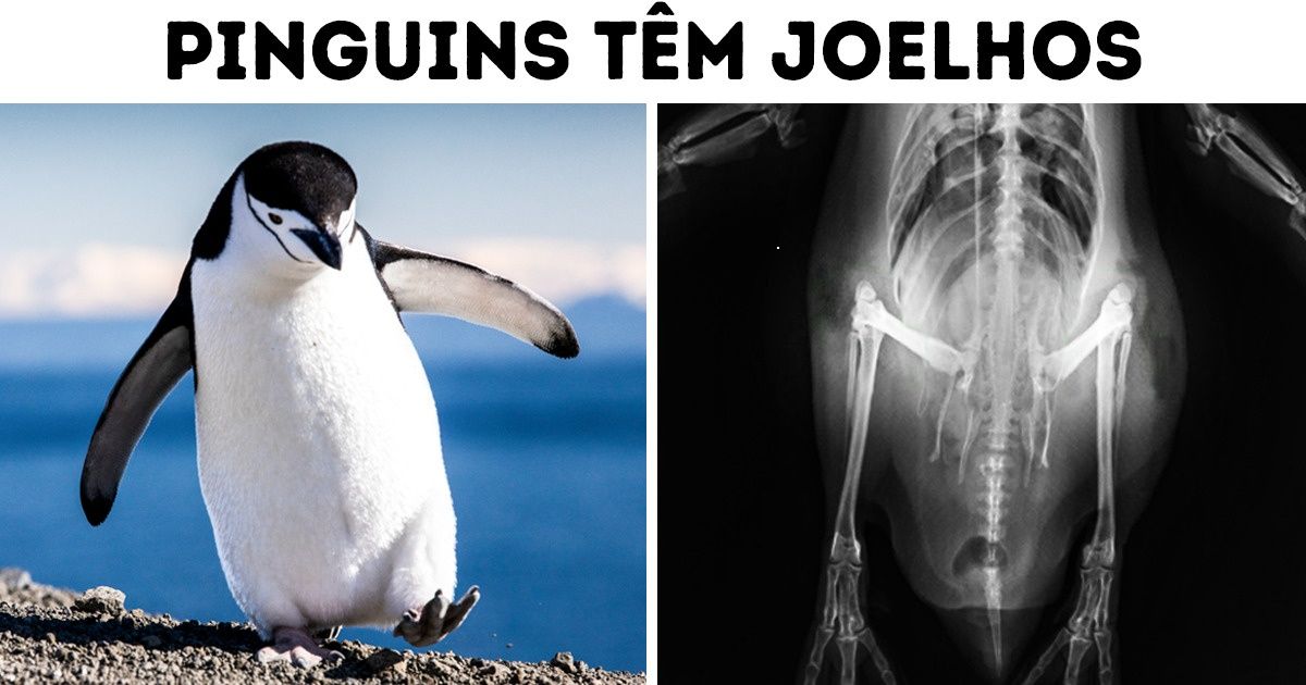 20 Fatos divertidos sobre pinguins que não costumamos aprender nas aulas de biologia