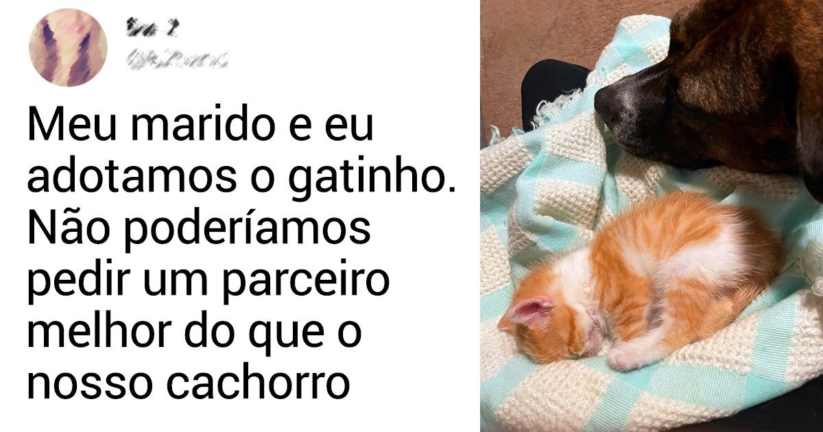 19 Momentos de puro afeto provam que existe amizade verdadeira entre cães e gatos