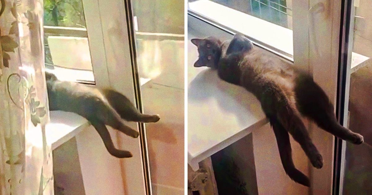16 Gatinhos que adoram se deitar em posições inusitadas