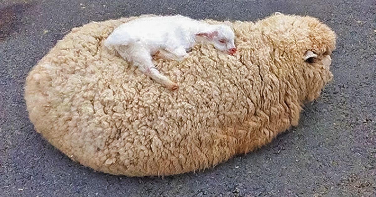 20 Fotos que comprovam: amor de mãe é o sentimento mais forte do mundo