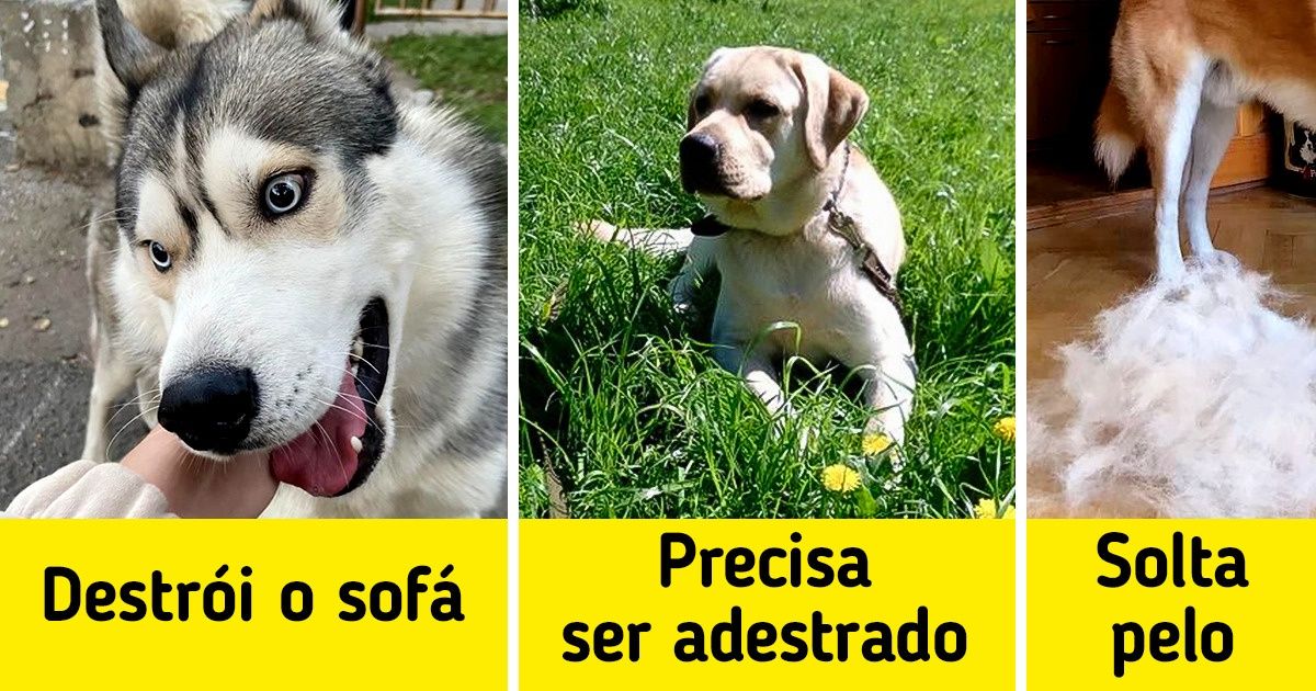 11 Raças populares de cachorro que muitas pessoas compram sem nenhum conhecimento prévio e depois acabam se arrependendo