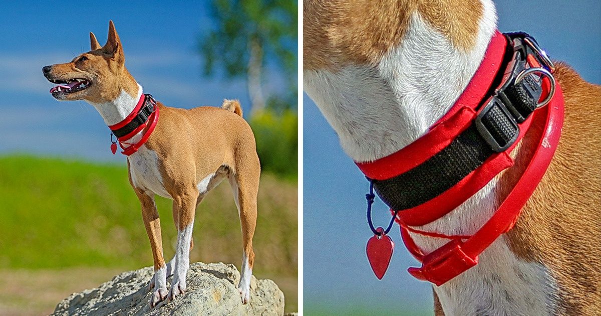 Como diferentes países lidam com o problema dos animais de rua (a Alemanha nos surpreendeu muito)