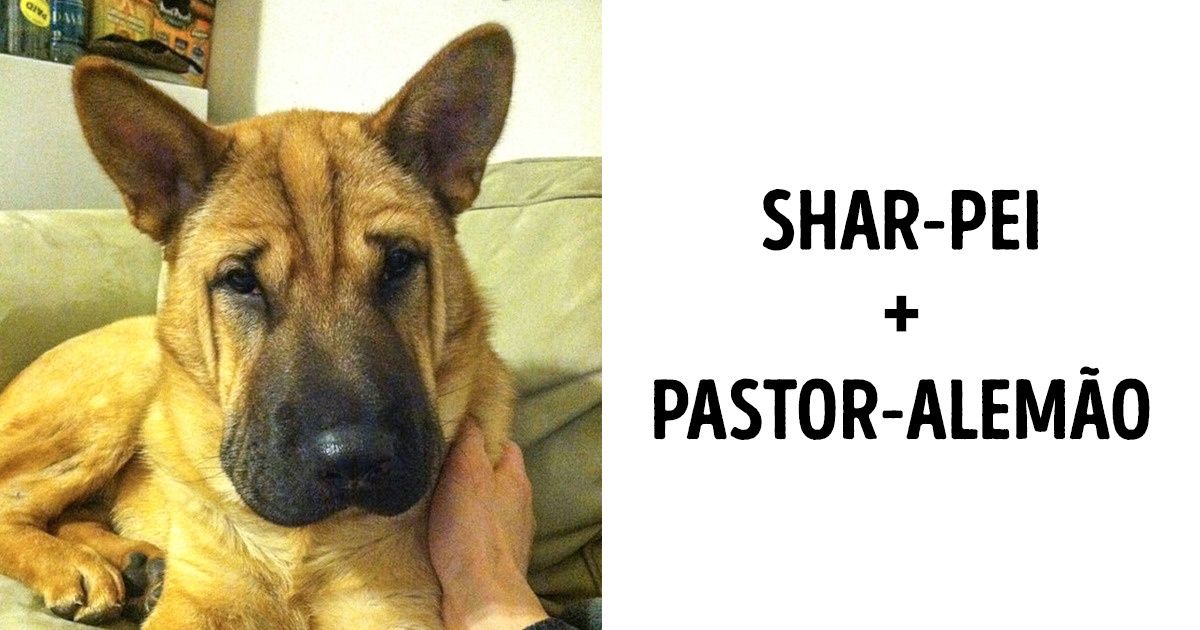 20+ Misturas de cães que parecem ter sido criadas com Photoshop