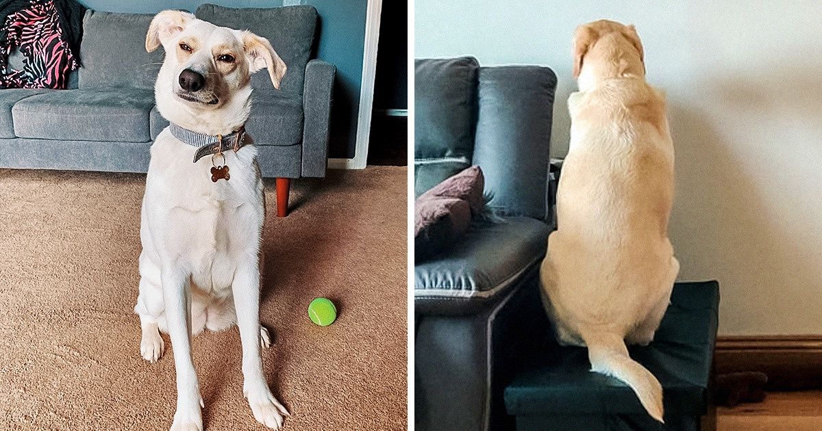 18 Animais que querem chamar a atenção dos donos que trabalham de casa (com eles, o home office pode ser um desafio)