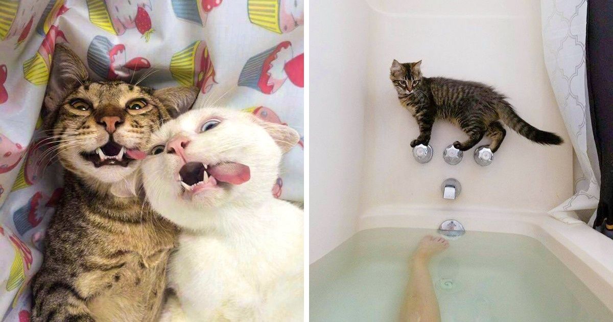 28 Imagens que mostram que os gatos são criaturas realmente um tanto estranhas