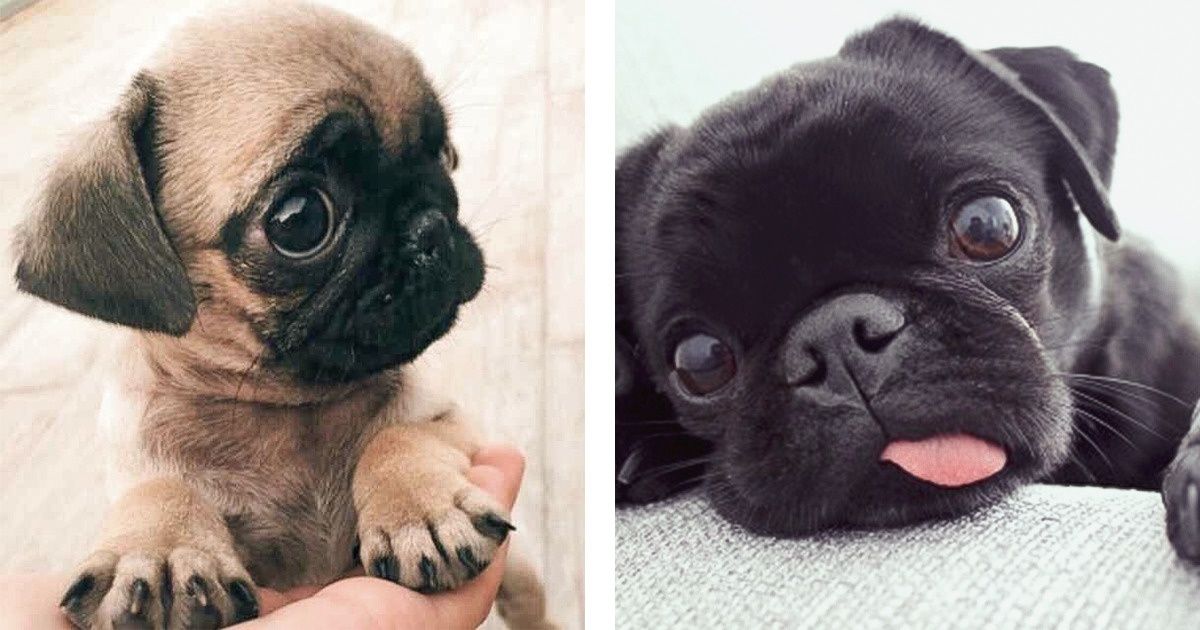 26 Fotos de pugs fofinhos capazes de conquistar seu coração 26 Fotos de pugs fofinhos capazes de conquistar seu coração